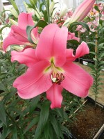 [4182 Mariachi VH No02.JPG]